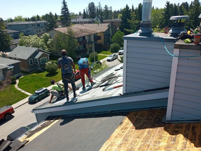 Roofers nailing shingles in Calgary
