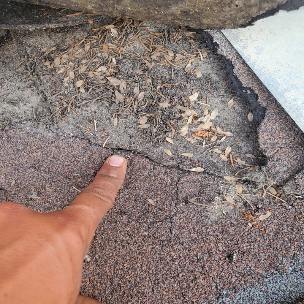 roof shingle needs repairing